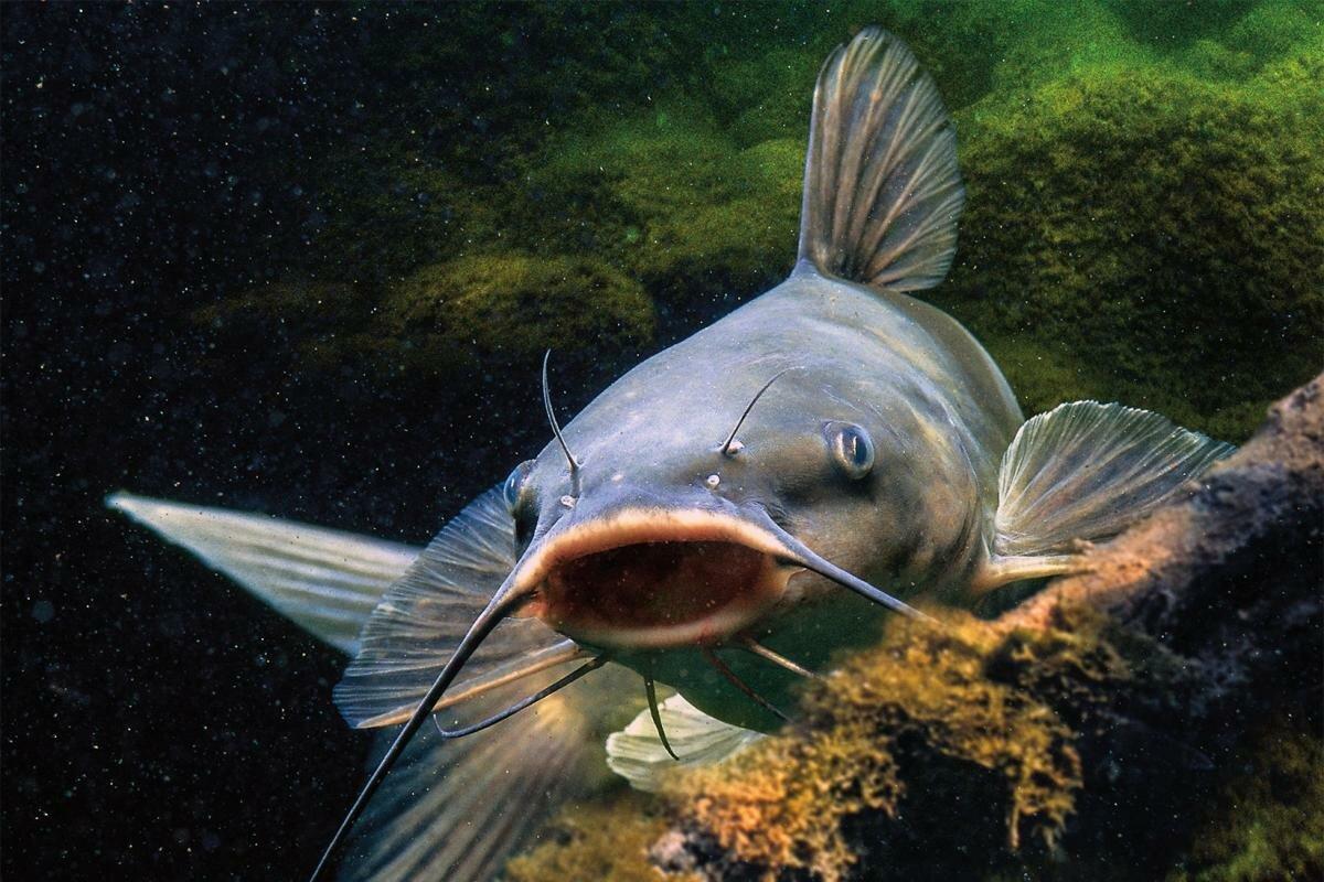 List and description of 39 predatory and herbivorous river fish, their features