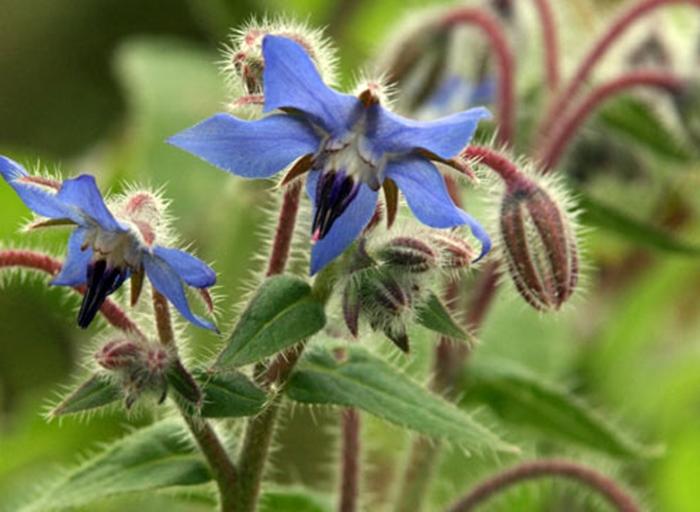 borage