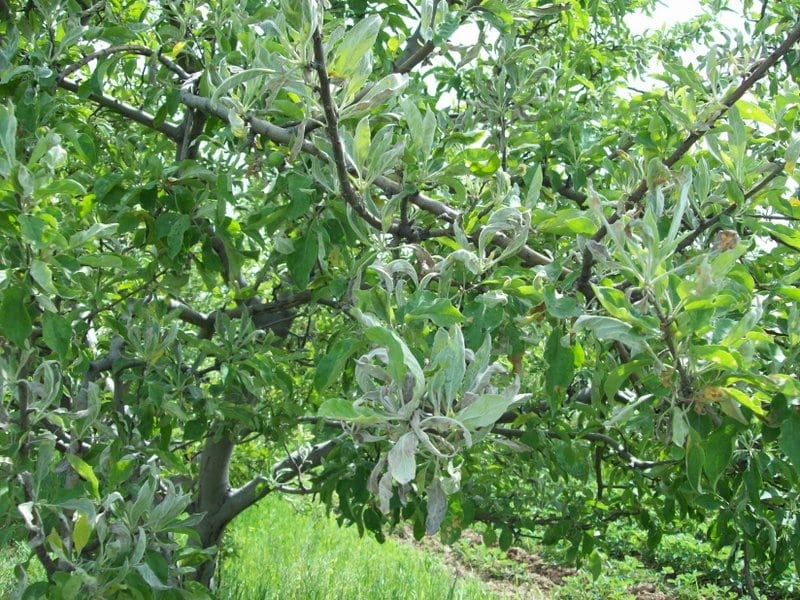 Echter Mehltau an einem Apfelbaum