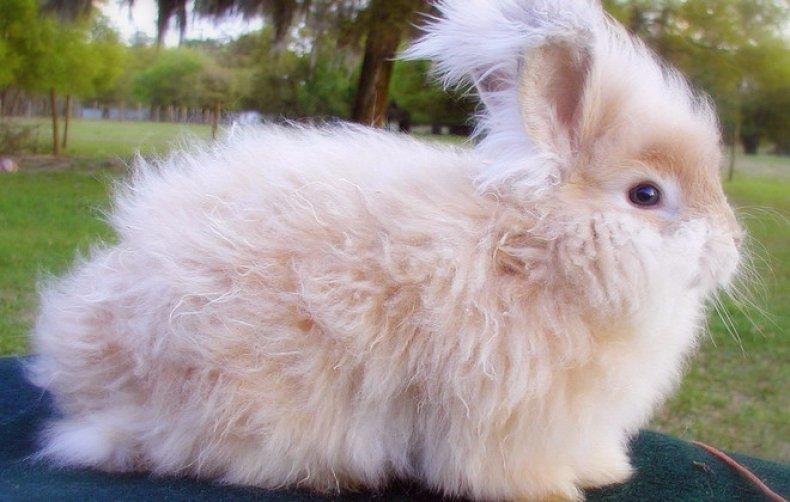 thỏ Angora