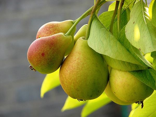 Northern pear