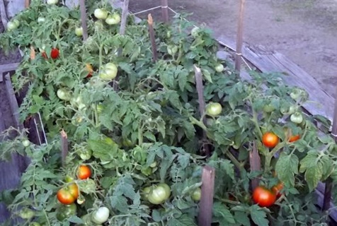 tomate extremo norte em terreno aberto