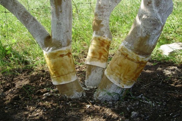 cintos de caça ungidos em árvores 