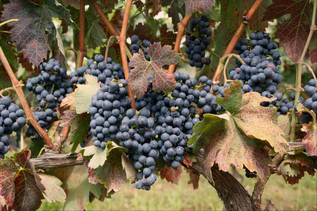 Rebsorte Tempranillo