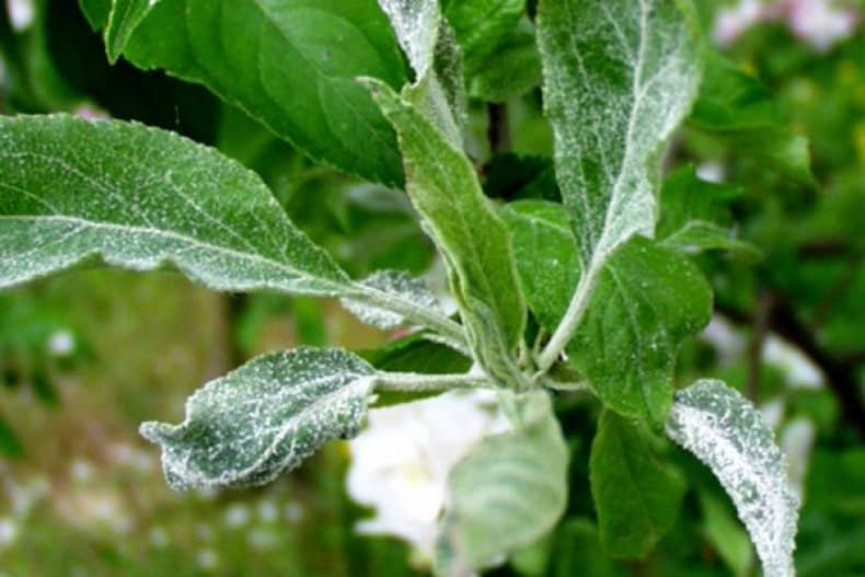 echte meeldauw op een appelboom