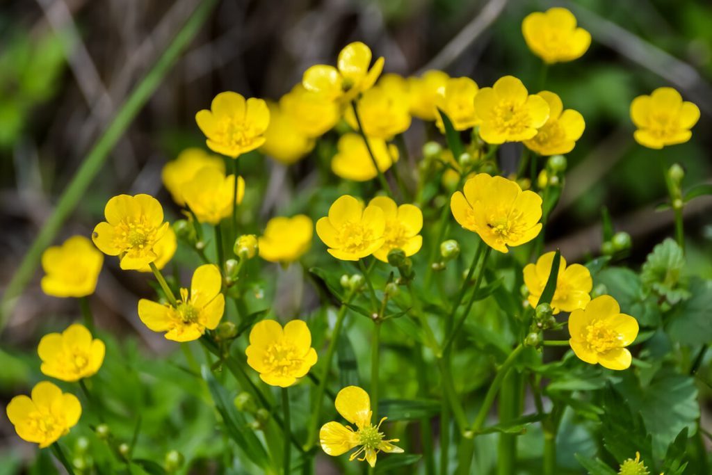 TOP 60 spring primrose flowers with names, descriptions and which ones to choose