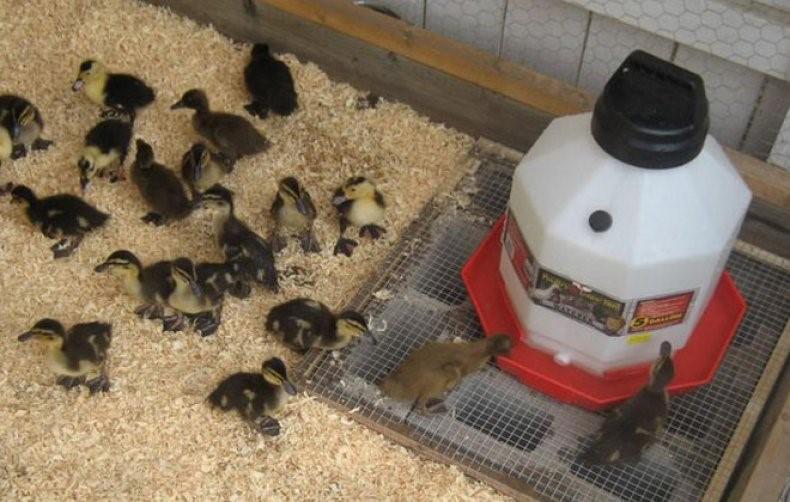 duckling feeder