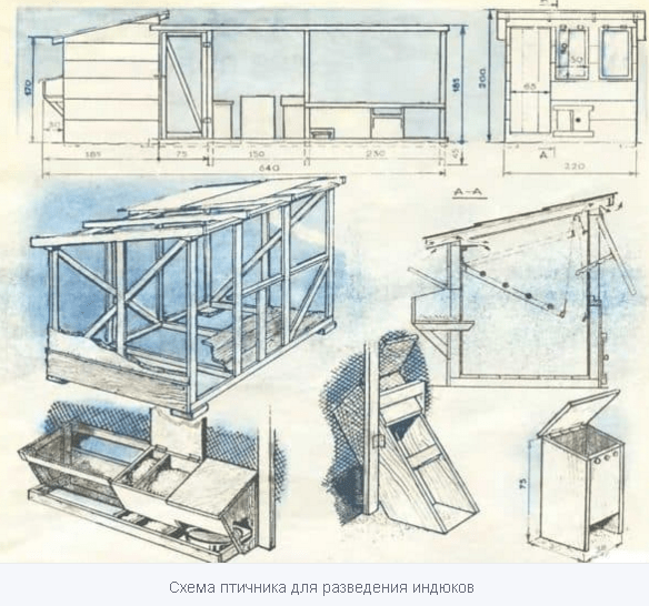 conditions pour élever des dindes à la maison