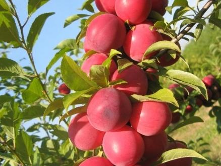 columnar plum