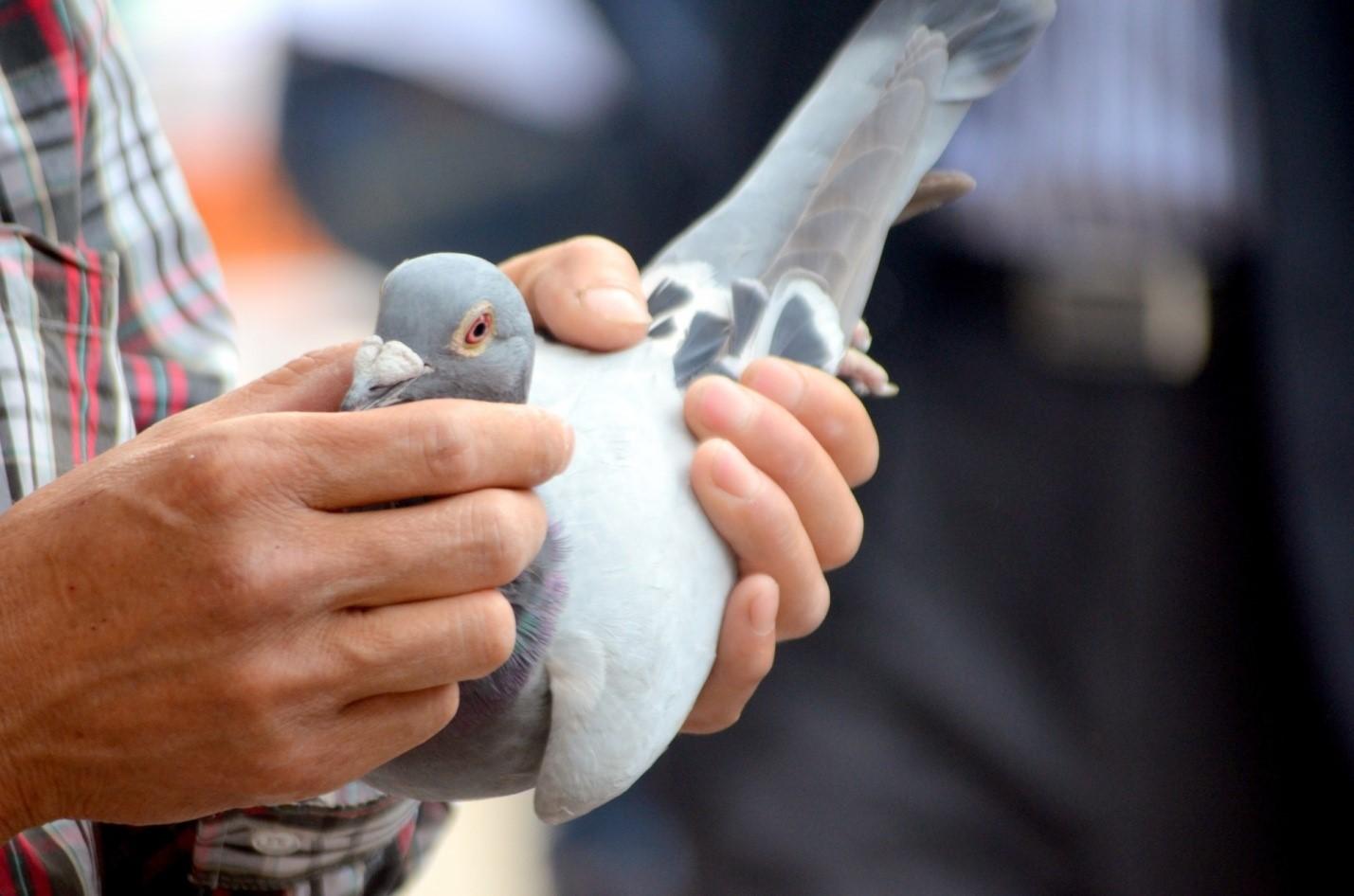 Pták by neměl být zraněn v lidských rukou