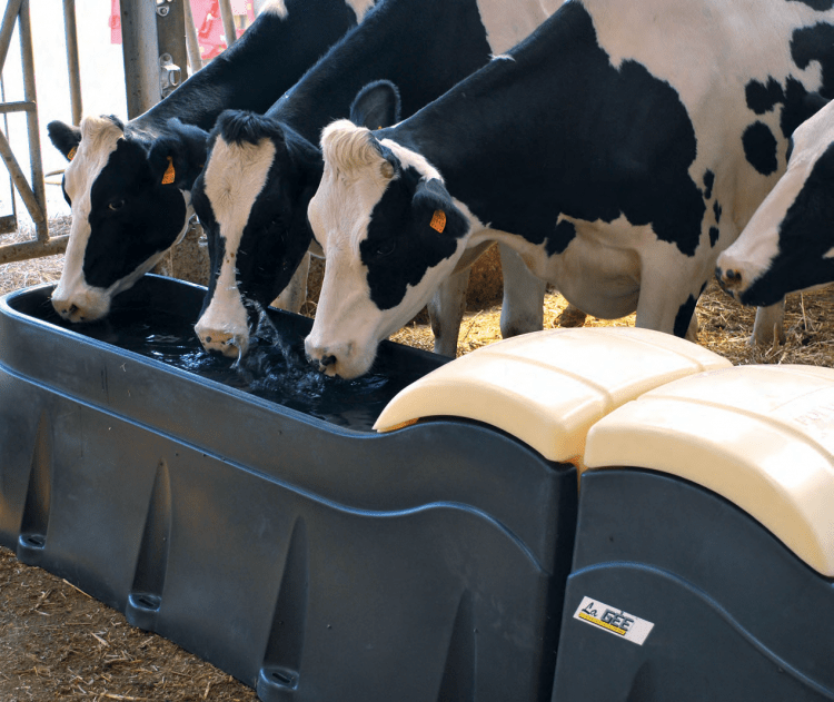 drinking bowls for cows