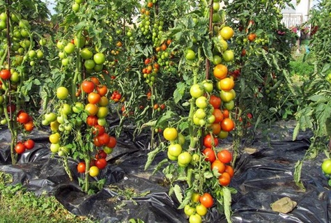 krásná rajčata v zahradě