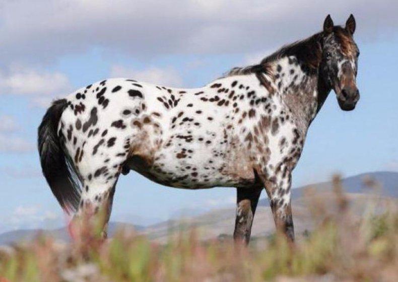 ngựa appaloosa