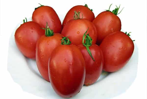 odrůda rajčat Veloz f1