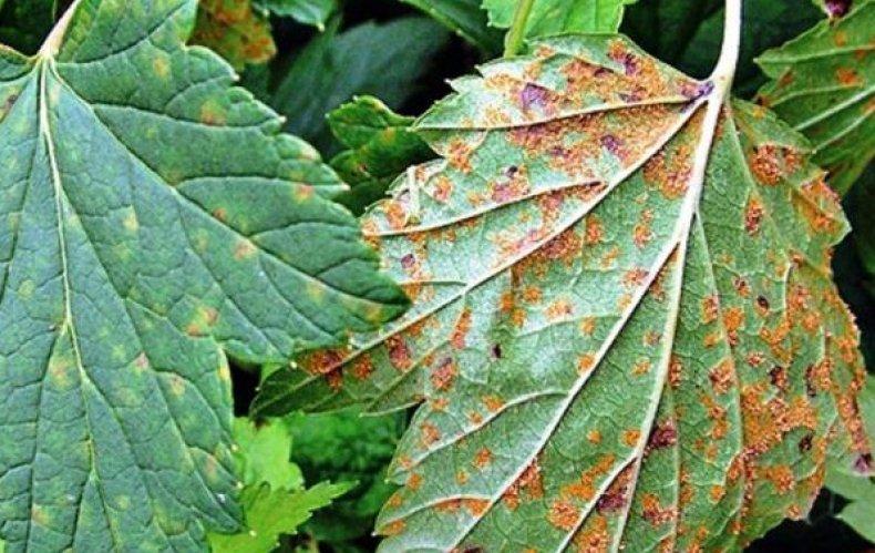 Rost auf Johannisbeeren