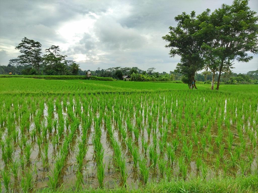 Cantera de arroz