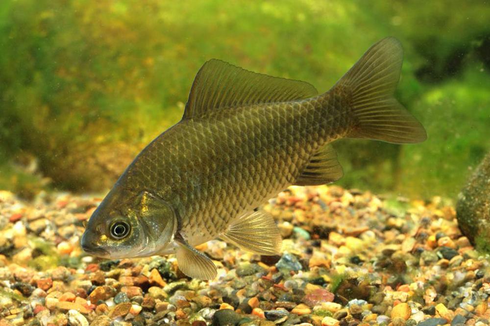 List and description of 39 predatory and herbivorous river fish, their features