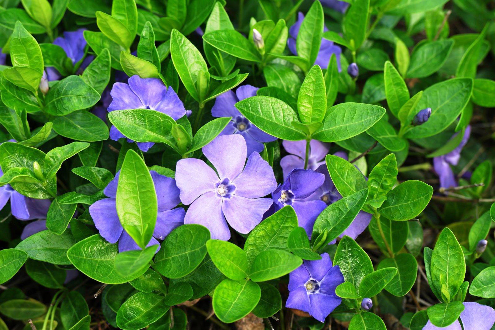 ¿Qué flores perennes se pueden plantar en una tumba? Las 35 mejores para un cementerio.