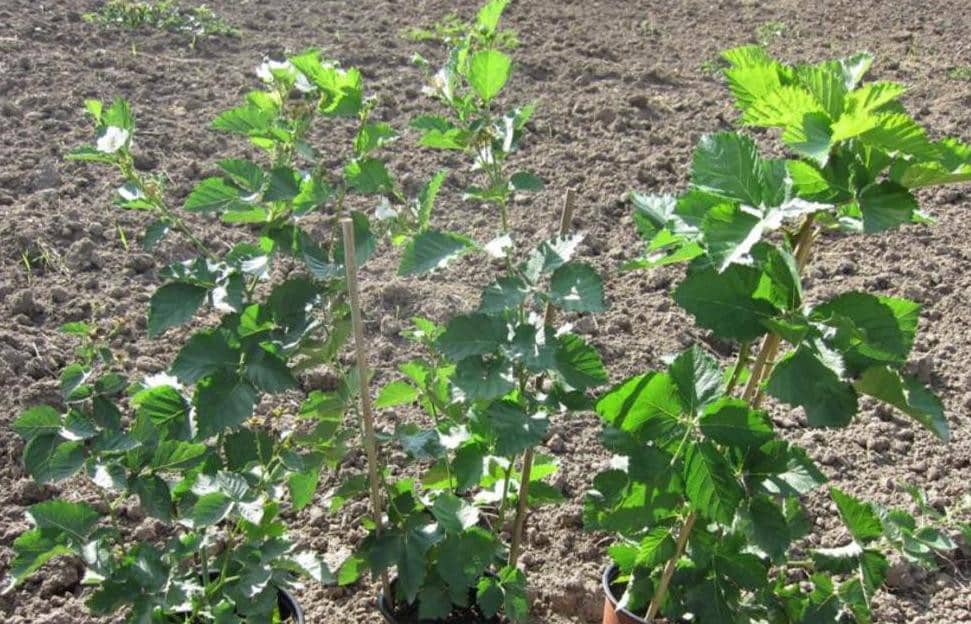 Mûre à feuilles persistantes sans épines