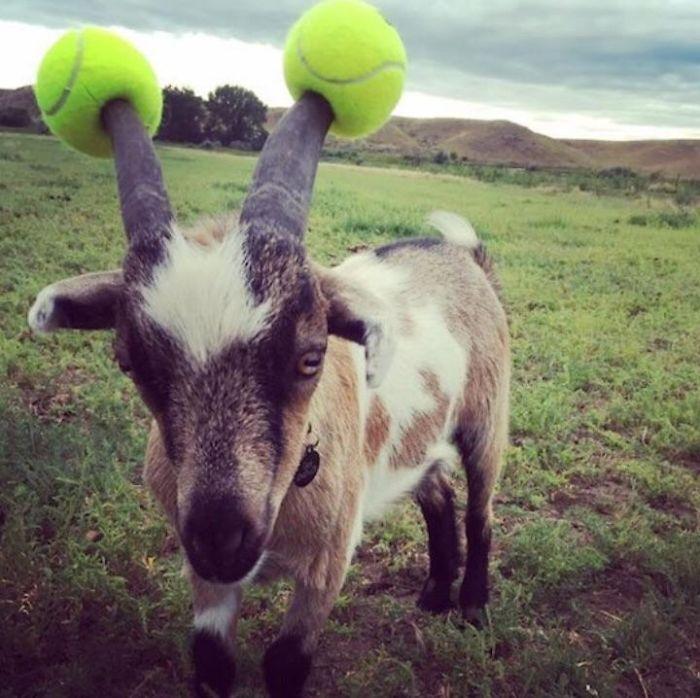 Tenis topları