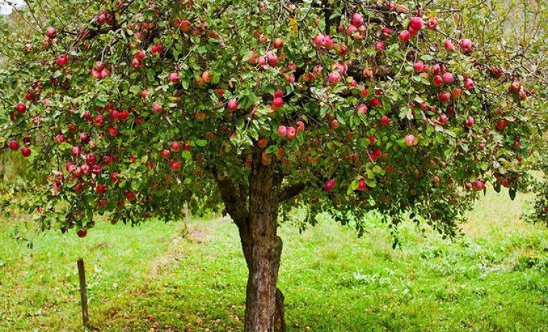 jabloňové uralety