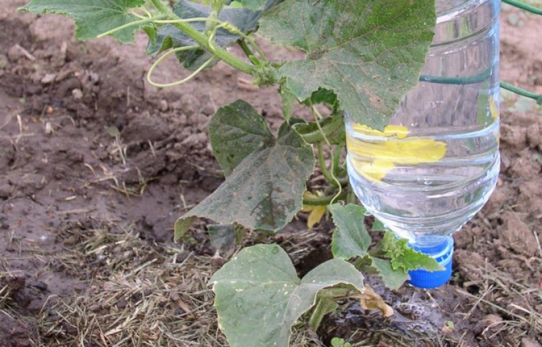 pepinos em terreno aberto