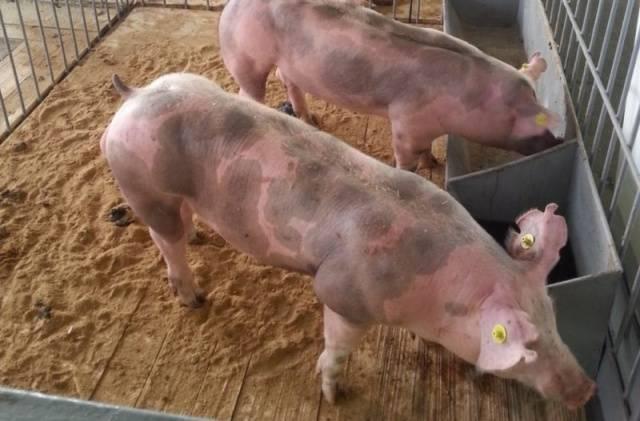 Pietrain pig breed