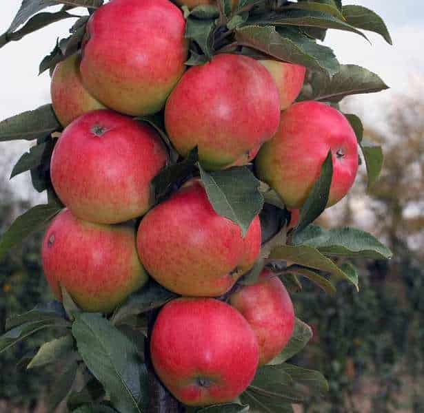 monnaie pomme en forme de colonne