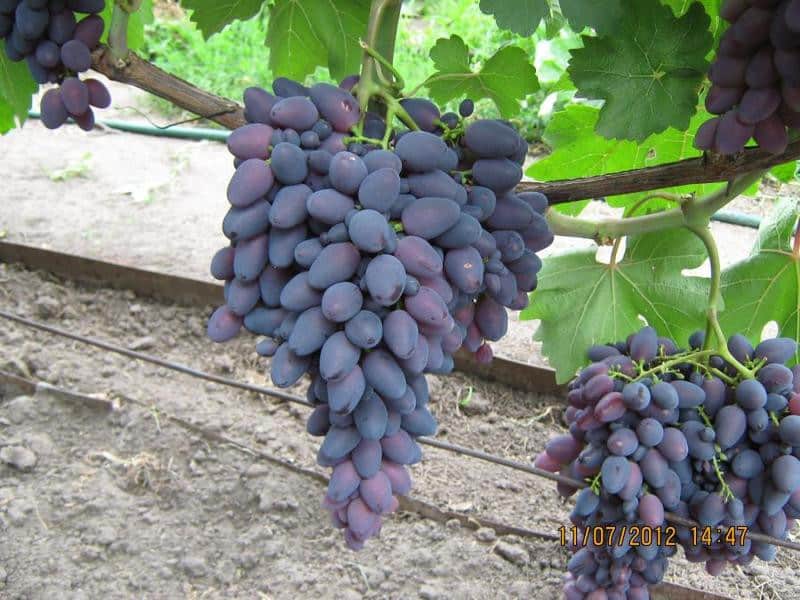 Athos grapes