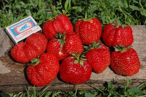 gigantelle aux fraises