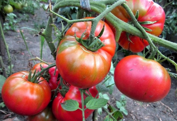 arbustos de tomate Sugar Nastasya