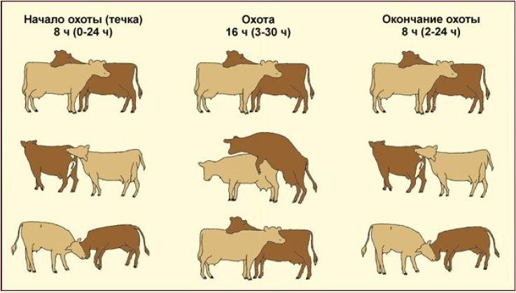 cow insemination