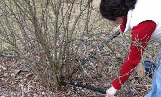 currant pruning