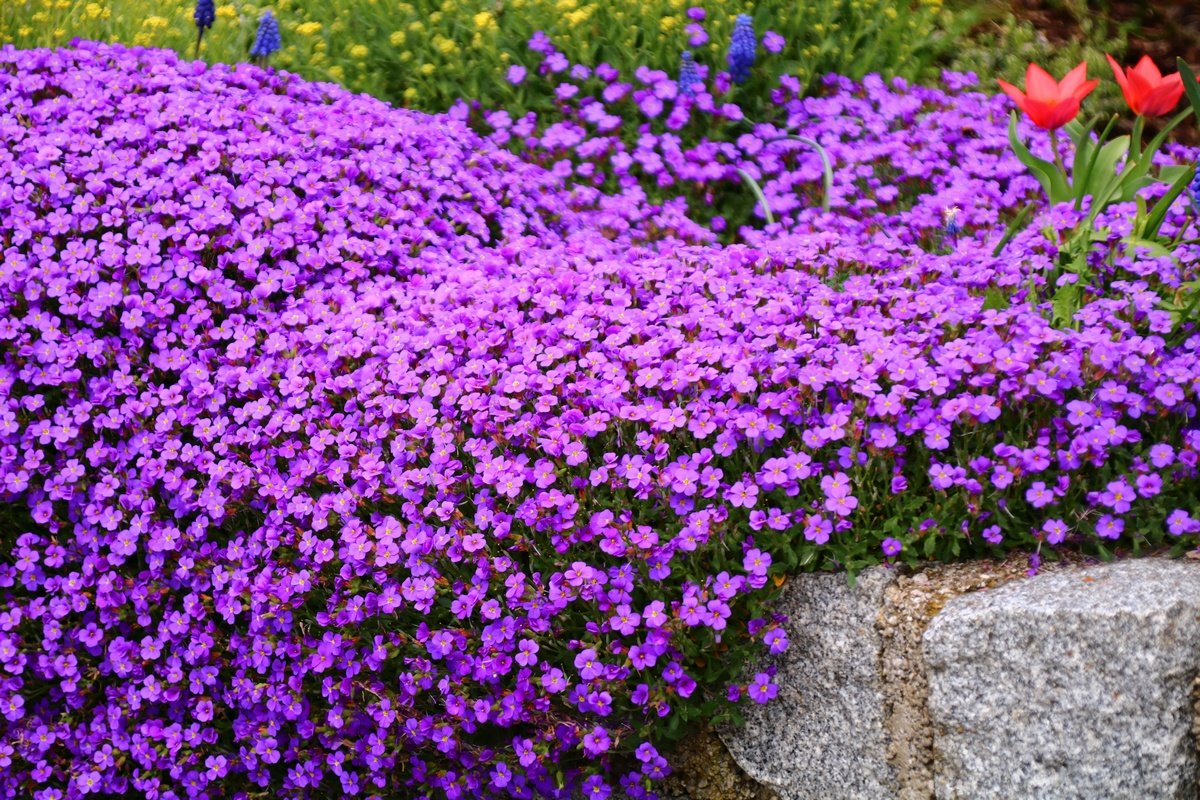 TOP 60 Frühlings-Primelblumen mit Namen, Beschreibungen und Auswahlmöglichkeiten