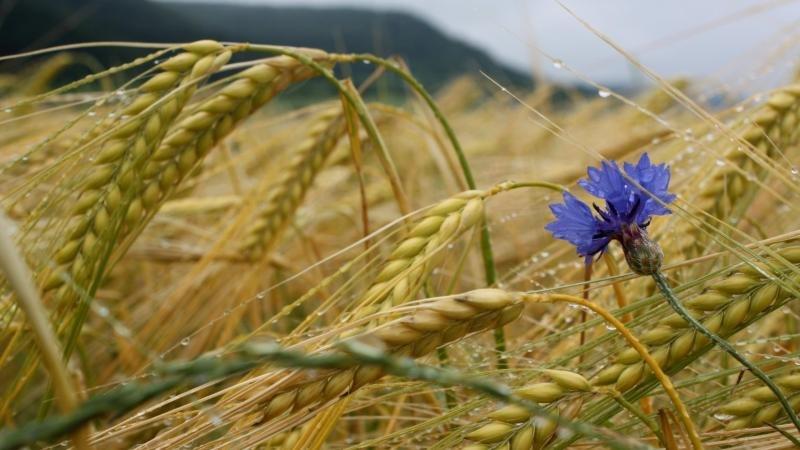 postřik pšenice