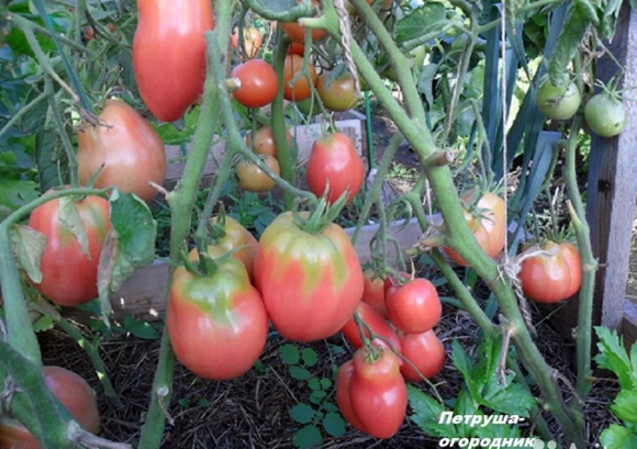 tomate persil dans le jardin