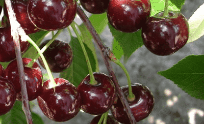 Ashinsky cherry