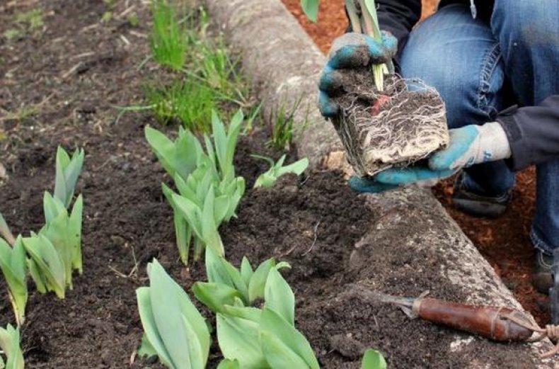 replanting tulips