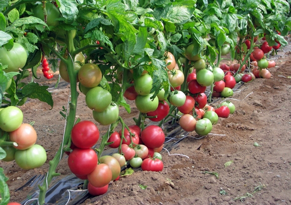 Tomatenbüsche rosa Busch f1