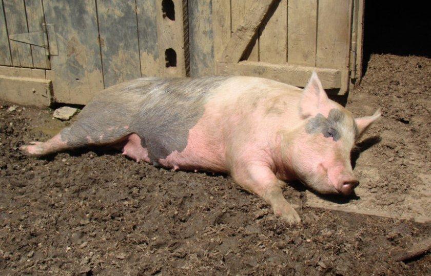 Ziekte van Aujeszky bij varkens