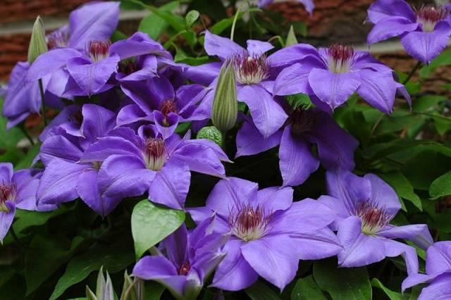 Clematis ziedi