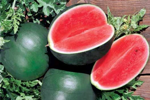 appearance of watermelon variety Ogonyok