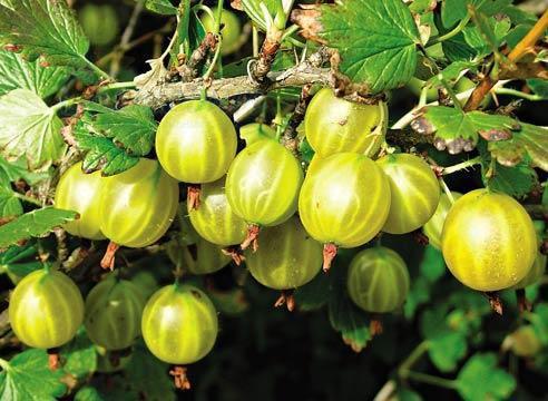 φραγκοστάφυλο χιννομάκι