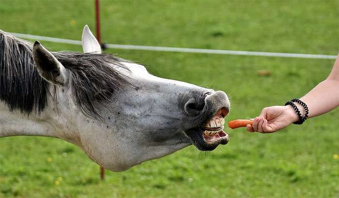 Race de cheval de l'Altaï