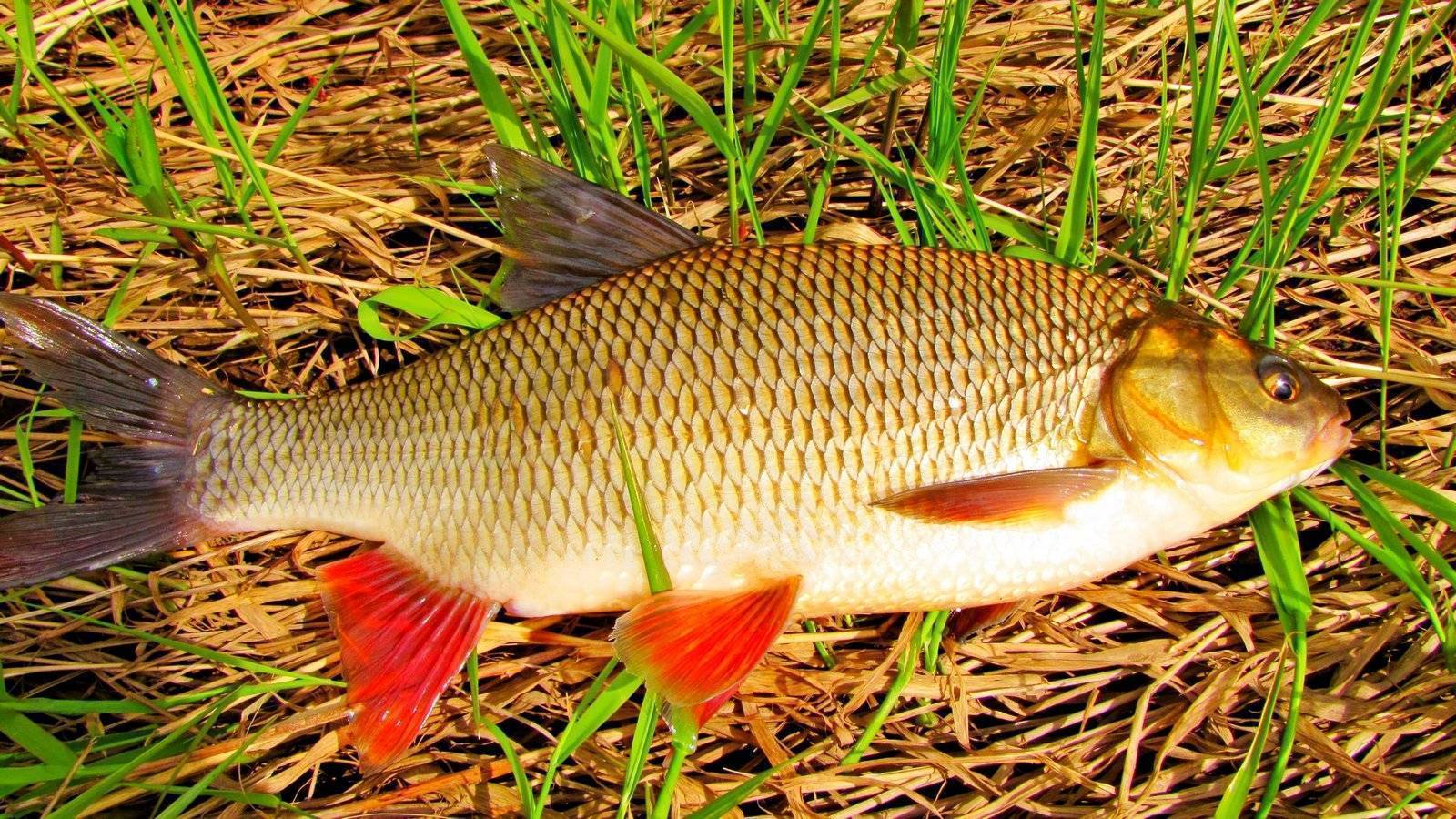 Lijst en beschrijving van 39 roofzuchtige en herbivore riviervissen, hun kenmerken