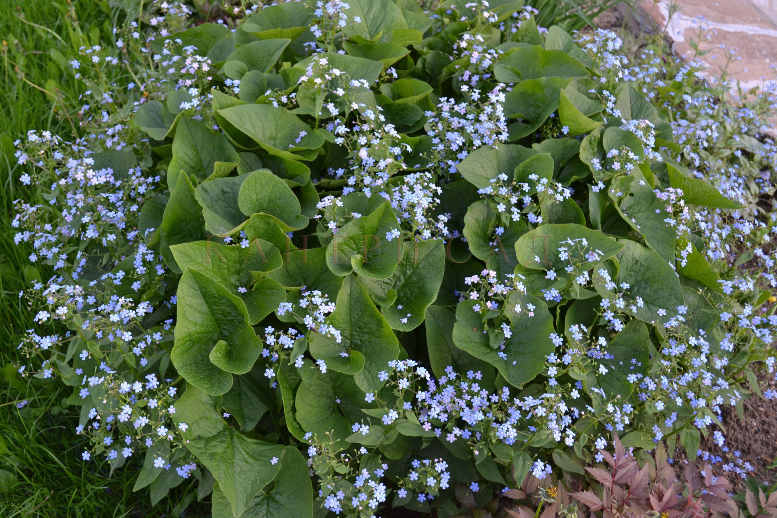 TOP 60 flores de prímula com nomes, descrições e quais escolher