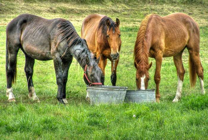 skinny horses