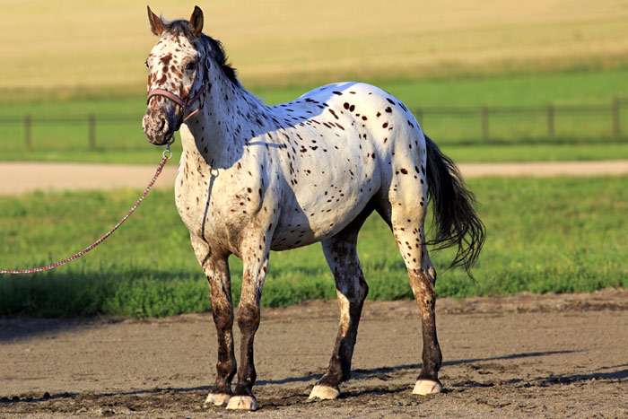 Race de cheval de l'Altaï