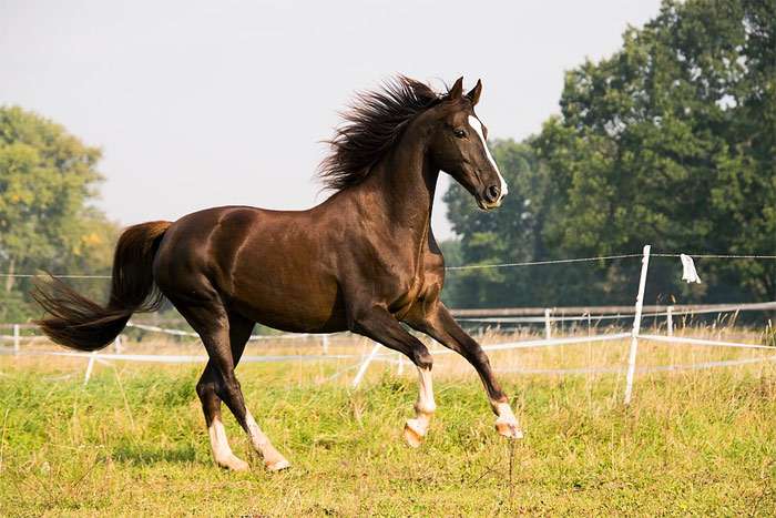 سلالات الخيول الأمريكية Saddlebred