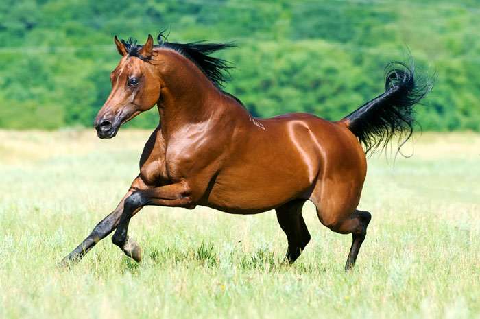 Arabský kůň
